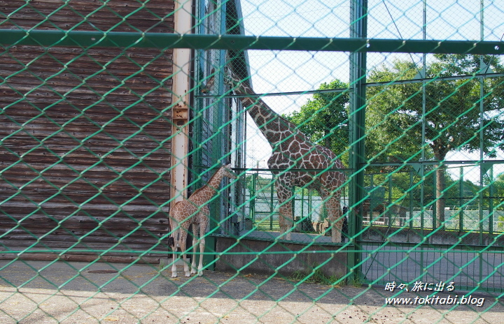 こども動物自然公園 キリン（埼玉県東松山市）