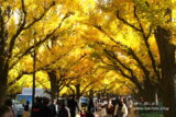 秋の東京散策「外苑イチョウ並木と赤坂御用地周辺」、歩くと新旧東京が見える!?【東京】