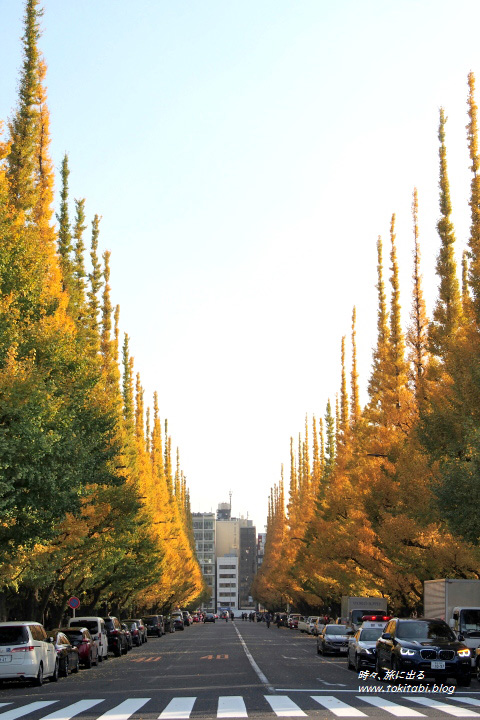 神宮外苑いちょう並木の紅葉