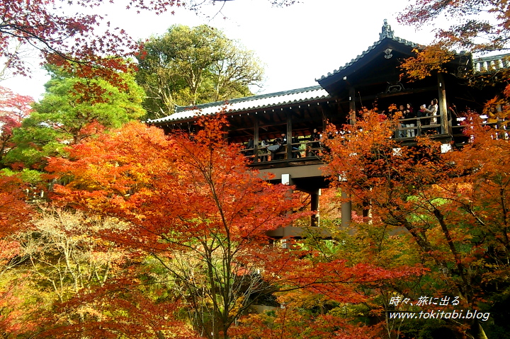 京都「東福寺」 紅葉