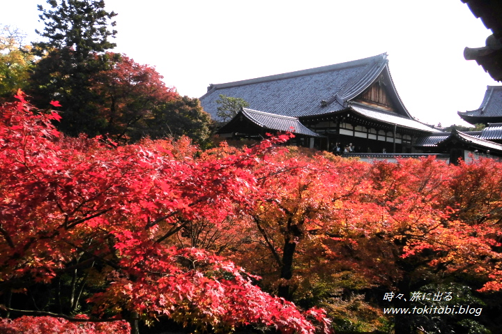 京都「東福寺」 紅葉
