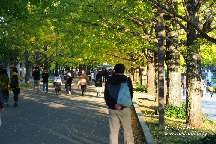 東京都立川市 国営昭和記念公園　カナールのイチョウ並木
