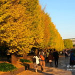 立川市「昭和記念公園」のイチョウ並木！自然を満喫して遊ぼう【東京】