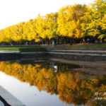 秋の「昭和記念公園」、カナールのイチョウ並木が輝く！【東京・立川市】