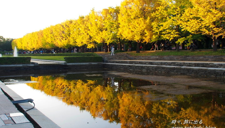 秋の「昭和記念公園」、カナールのイチョウ並木が輝く！【東京・立川市】