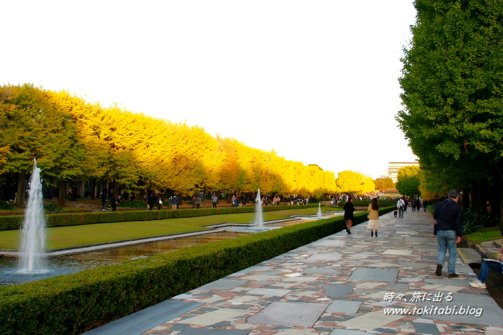 東京都立川市 国営昭和記念公園　カナールのイチョウ並木