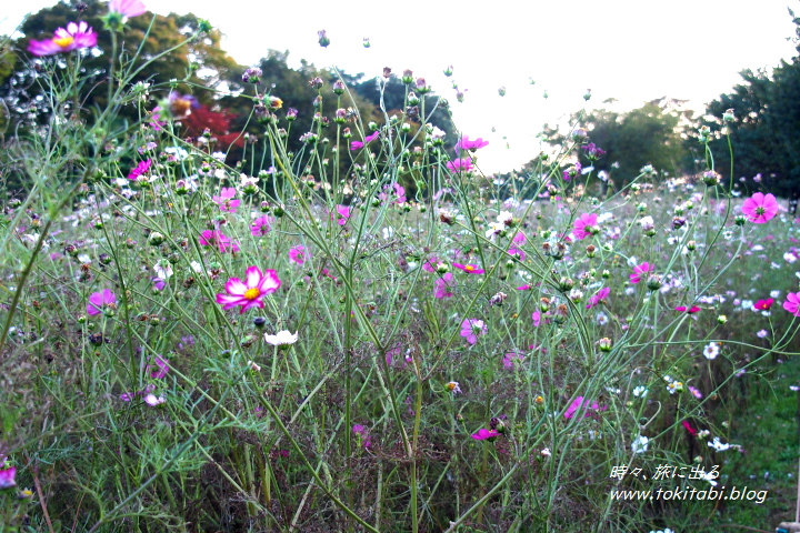 東京都立川市 国営昭和記念公園　花の丘のコスモス