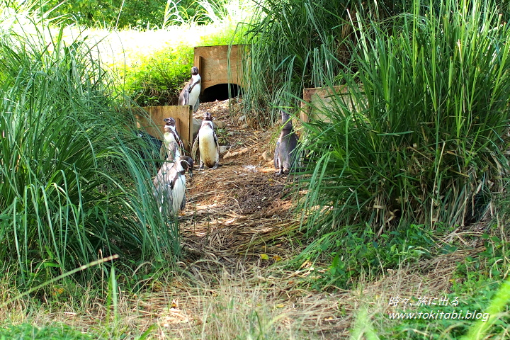 埼玉県東松山市　こども動物自然公園 フンボルトペンギン
