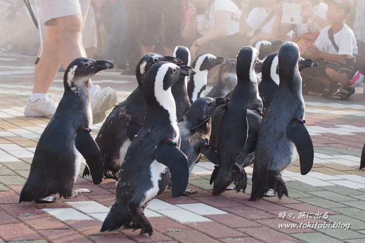 和歌山県南紀白浜 アドベンチャーワールドのペンギン