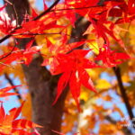 「日本紅葉の名所100選」へ行ってみよう！