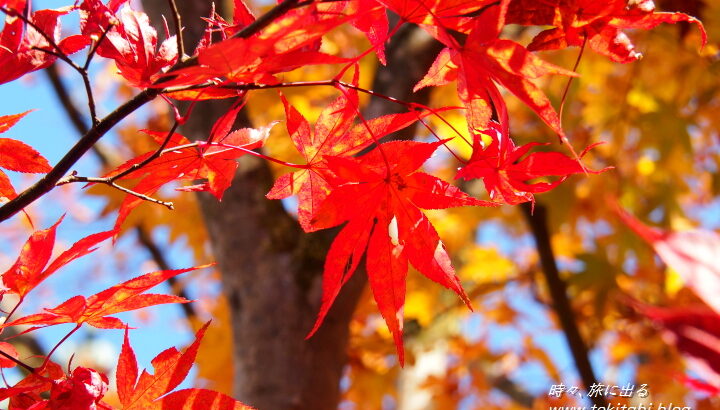 「日本紅葉の名所100選」へ行ってみよう！