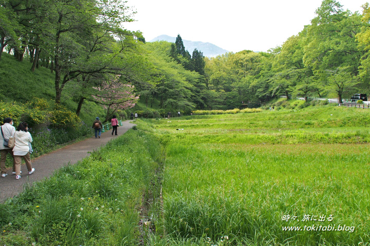 埼玉県秩父市　羊山公園の芝桜の丘