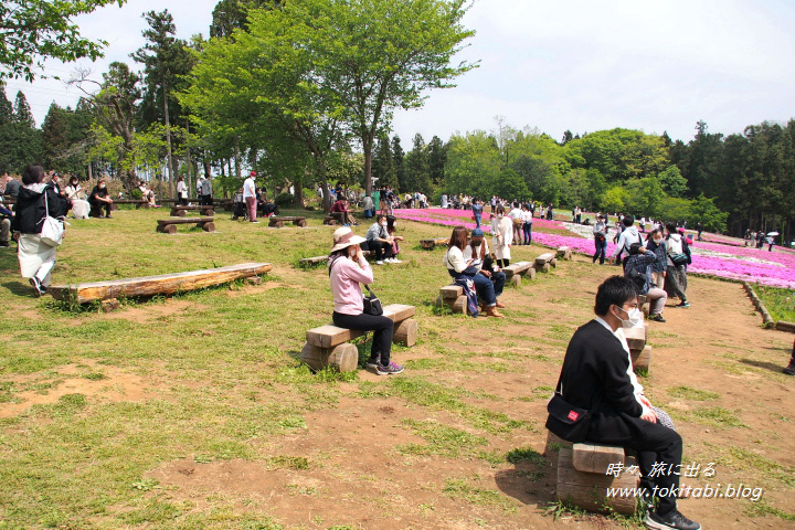 埼玉県秩父市　羊山公園の芝桜の丘