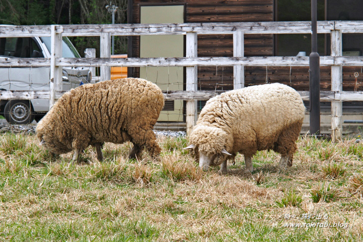羊山公園の芝桜の丘（埼玉県秩父市）