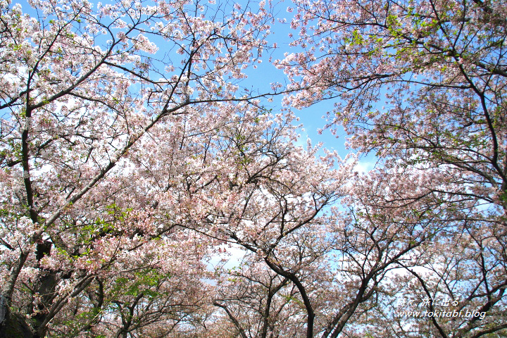 幸手権現堂桜堤　桜トンネル（埼玉県幸手市）