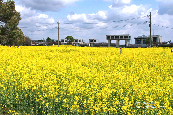 幸手権現堂公園　一面の菜の花畑（埼玉県幸手市）