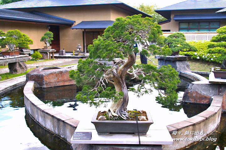大宮盆栽美術館（埼玉県さいたま市 ）