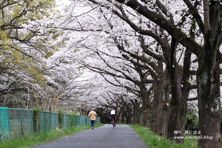 （見沼自然公園）（埼玉県さいたま市）