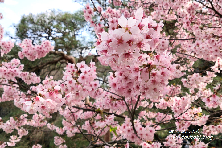 新宿御苑　寒桜