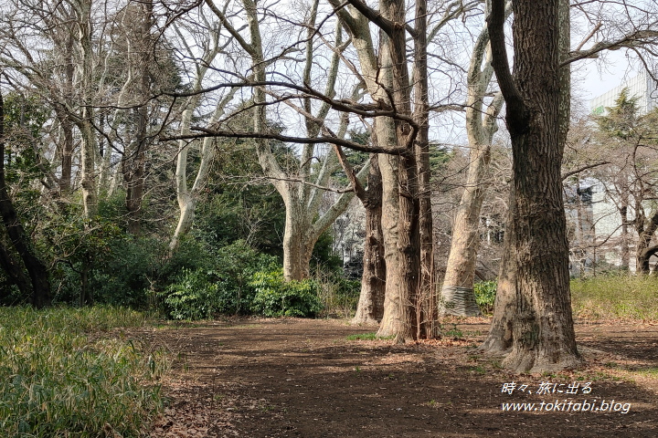 東京都新宿区　新宿御苑　巨樹の森