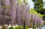 延喜式社「玉敷神社」を参拝して、樹齢400年の藤を楽しむ！【埼玉・加須】