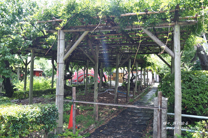 亀戸天神社　心字池の脇にある藤棚（東京都江東区）