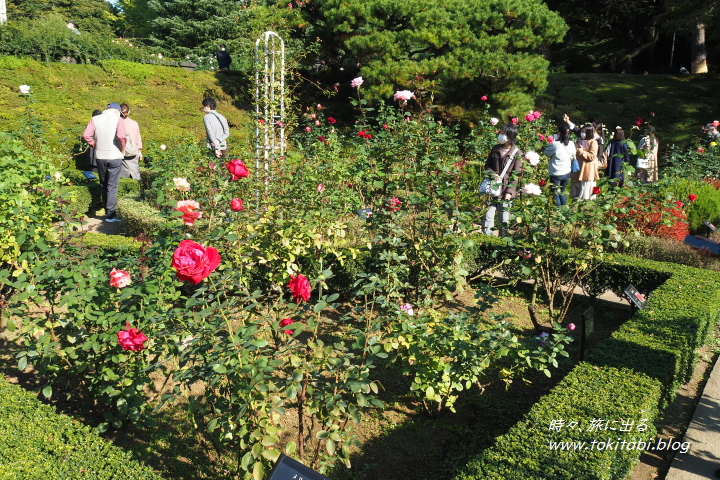 東京都北区 旧古河庭園のバラ園