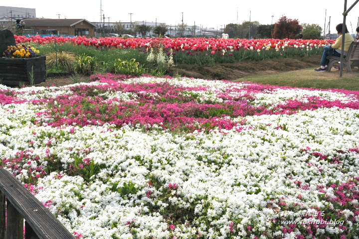 埼玉県鴻巣市 花のオアシスのチューリップ
