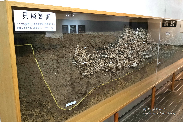 埼玉県富士見市 水子貝塚展示館