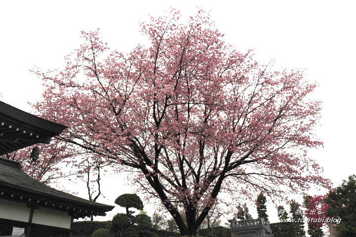 密蔵院の安行桜（埼玉県川口市）