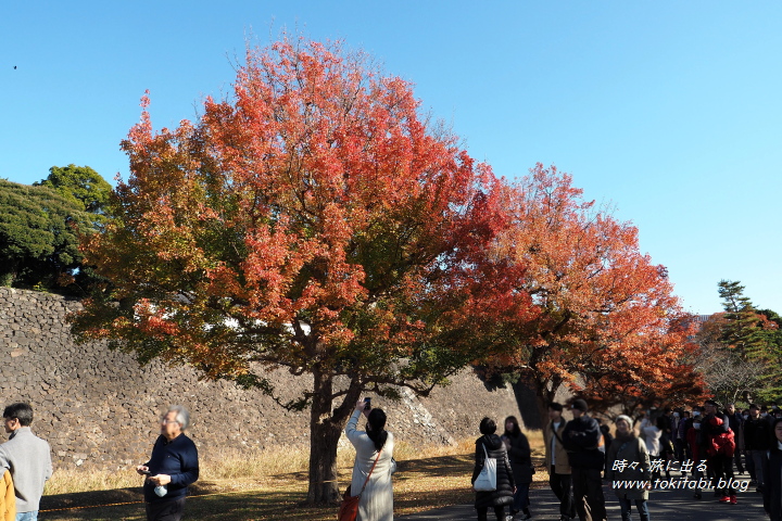 秋の皇居乾門特別通り抜け（東京都千代田区）