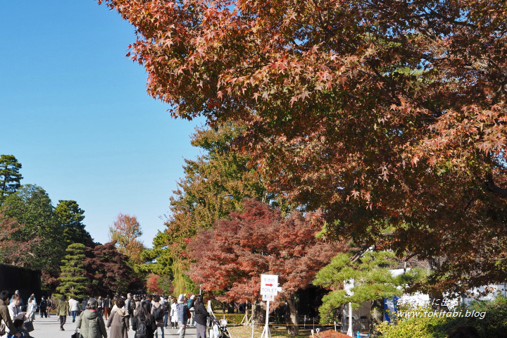 秋の皇居乾門特別通り抜け（東京都千代田区）