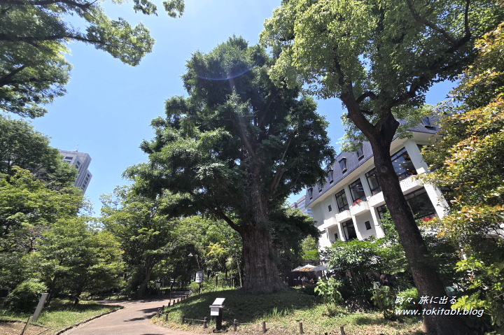 日比谷公園　首かけイチョウ（東京都千代田区）