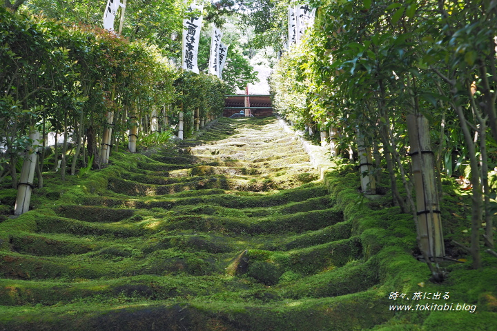 杉本寺 苔の階段（神奈川県鎌倉市）