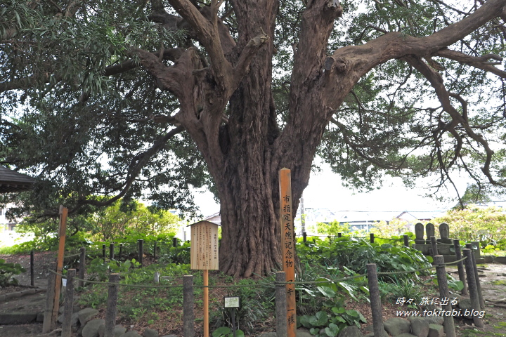 安養院の樹齢約750年の槙の木（神奈川県鎌倉市）